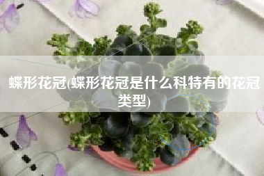 蝶形花冠(蝶形花冠是什么科特有的花冠类型) 蝶形花冠(蝶形花冠是什么科特有的花冠类型)